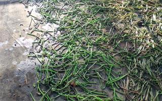 ステップ5 ステップ5