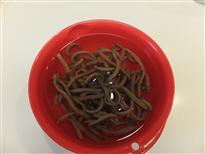 (7)(4)から6時間後水を変えます。更に置きます。 (7)(4)から6時間後水を変えます。更に置きます。